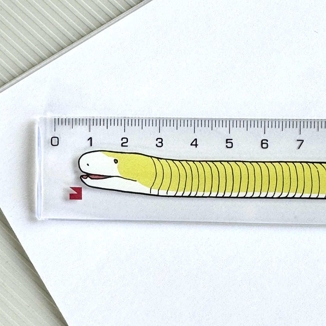 HOME SWEET HOME~ シロハラミミズトカゲの軟質定規